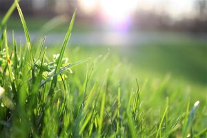 Natuurlijke vrienden die je tuin beschermen