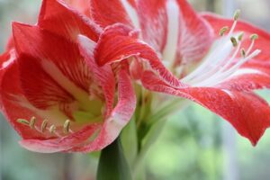 Alles wat je moet weten over de Amaryllis om deze prachtbloem te laten stralen