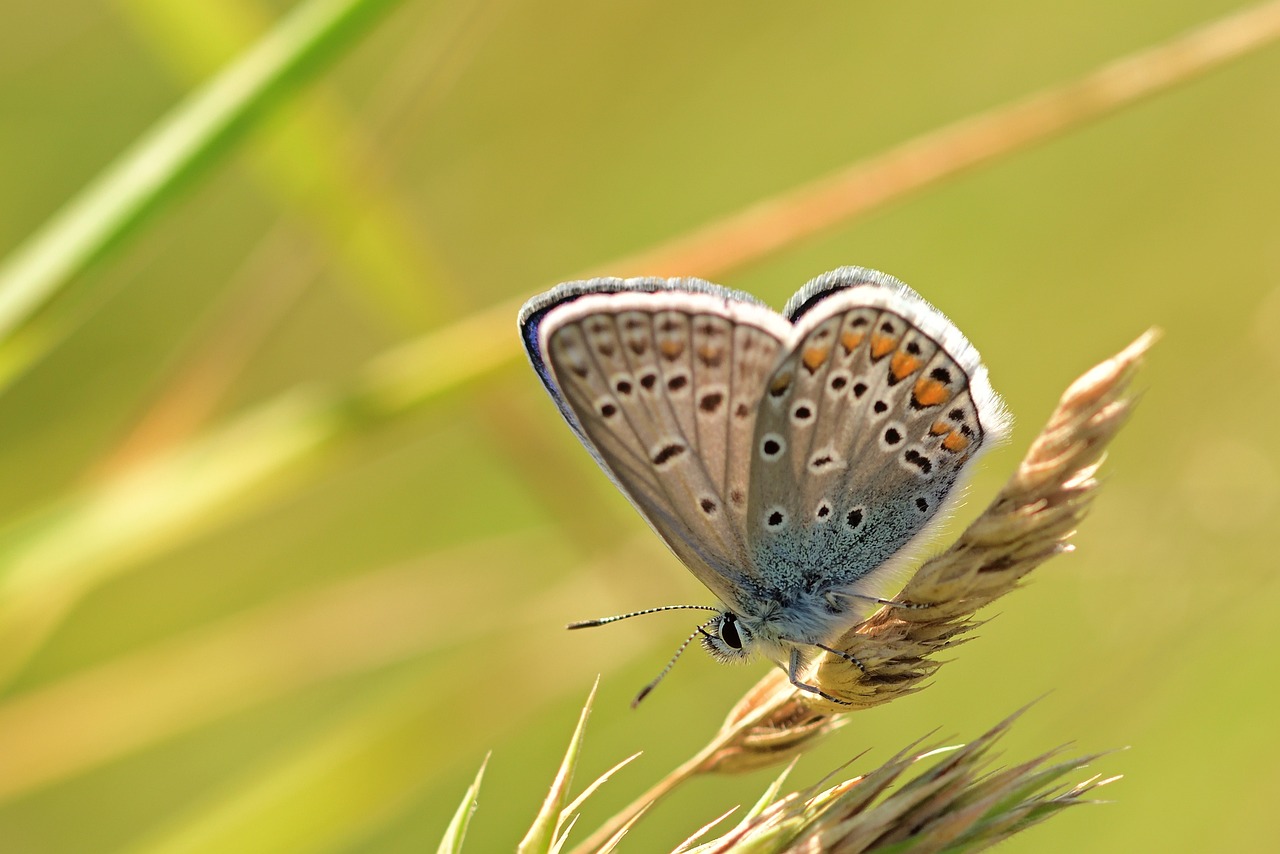 De fascinerende levensduur van vlinders - Tuinonderhouden.com
