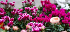 De winterkoning van je tuin en huis