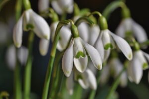 Sneeuwklokjes en hun wintertuin vrienden