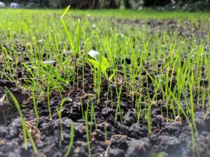 De sleutel tot een perfect gazon: Alles wat je moet weten over graszaad