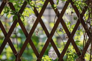 De beste snelgroeiende klimplanten voor jouw tuin
