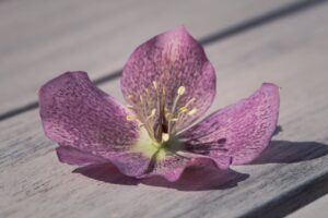 De Helleborus een prachtige winterbloeier voor je tuin