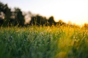 Gewasbescherming voor gezonde en sterke planten