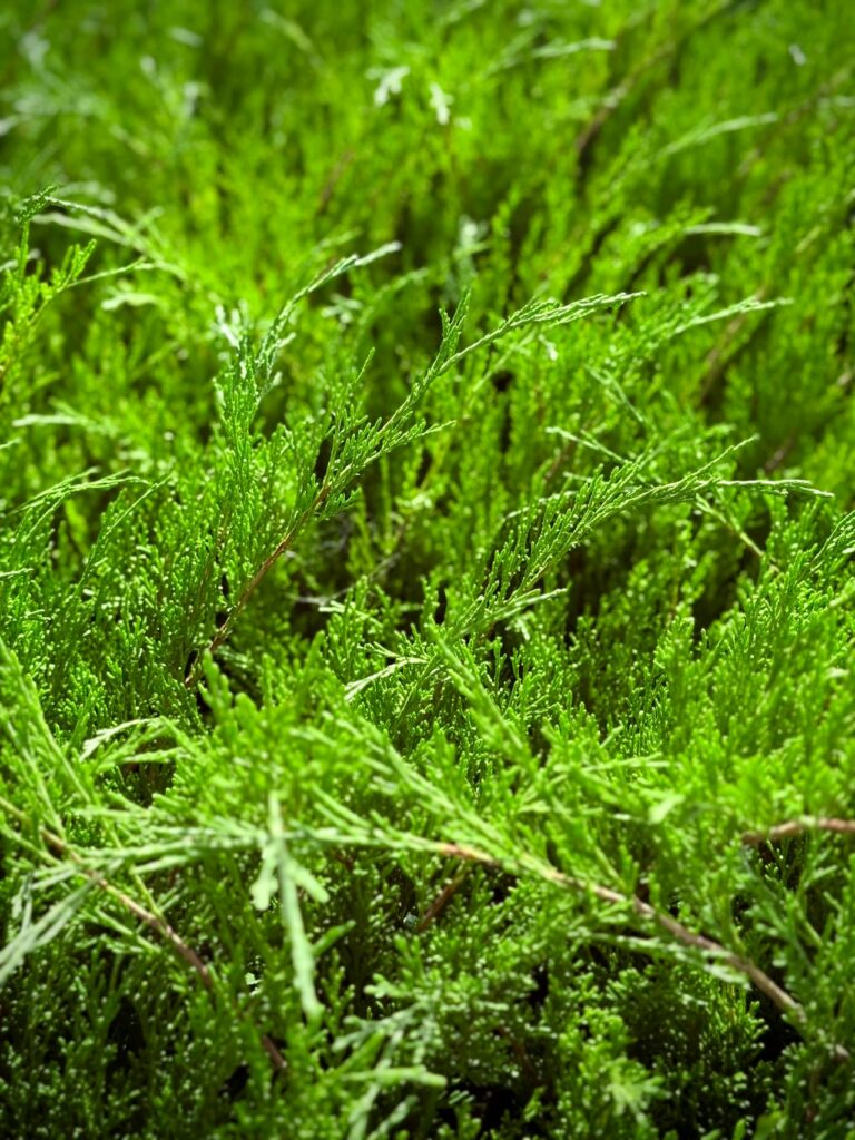 Beukenhaag planten: zo krijg je een mooie groene haag