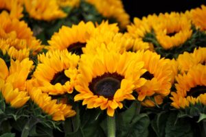 Zelf zonnebloemen zaaien voor een fleurige tuin