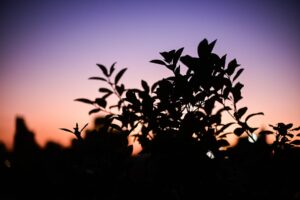 Heerlijk buiten zitten in een tuin op het zuidoosten: zo werkt de zon