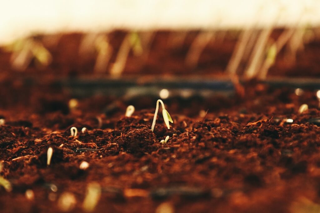 De beste mest voor de tuin: gezonde planten en rijke grond