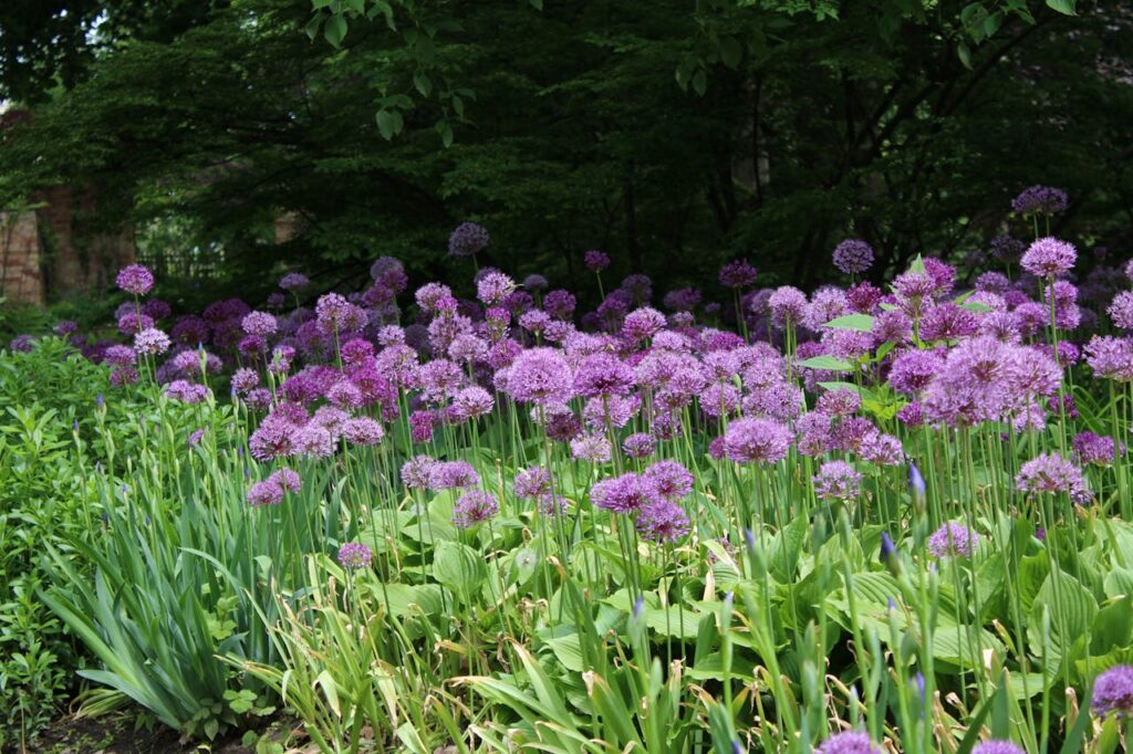 Sierui planten voor een kleurrijke tuin