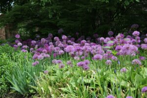 Sierui planten voor een kleurrijke tuin