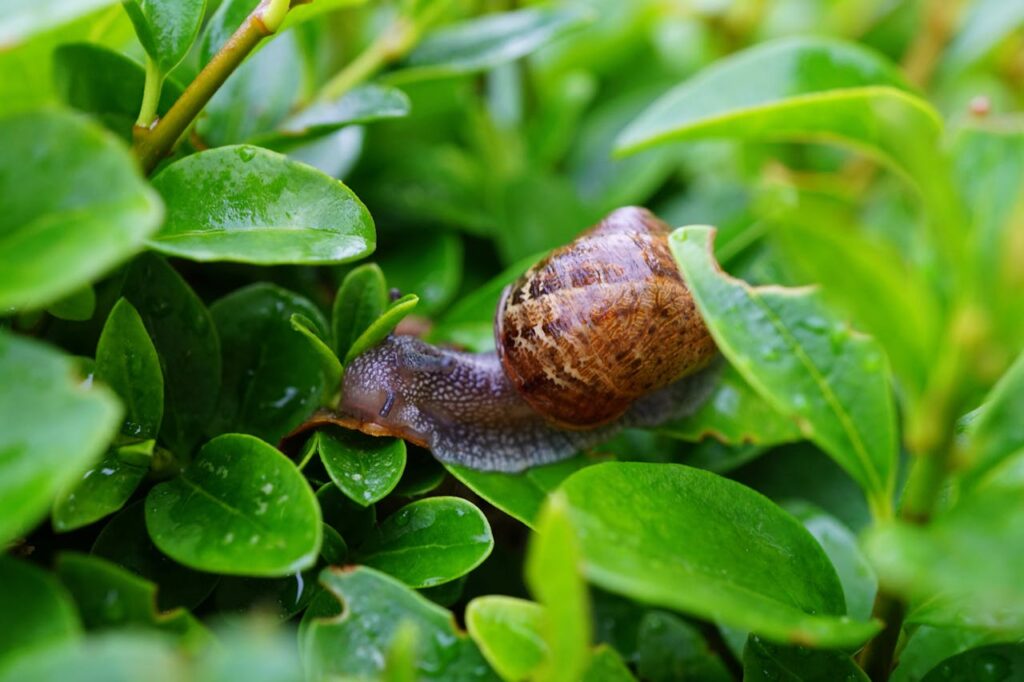 Planten tegen slakken: een natuurlijke tuin zonder vraat
