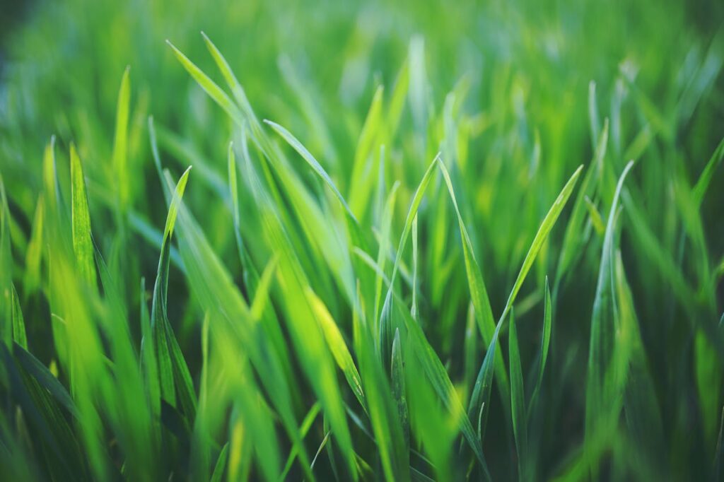 Hoe lang gras sproeien voor een gezond en groen gazon