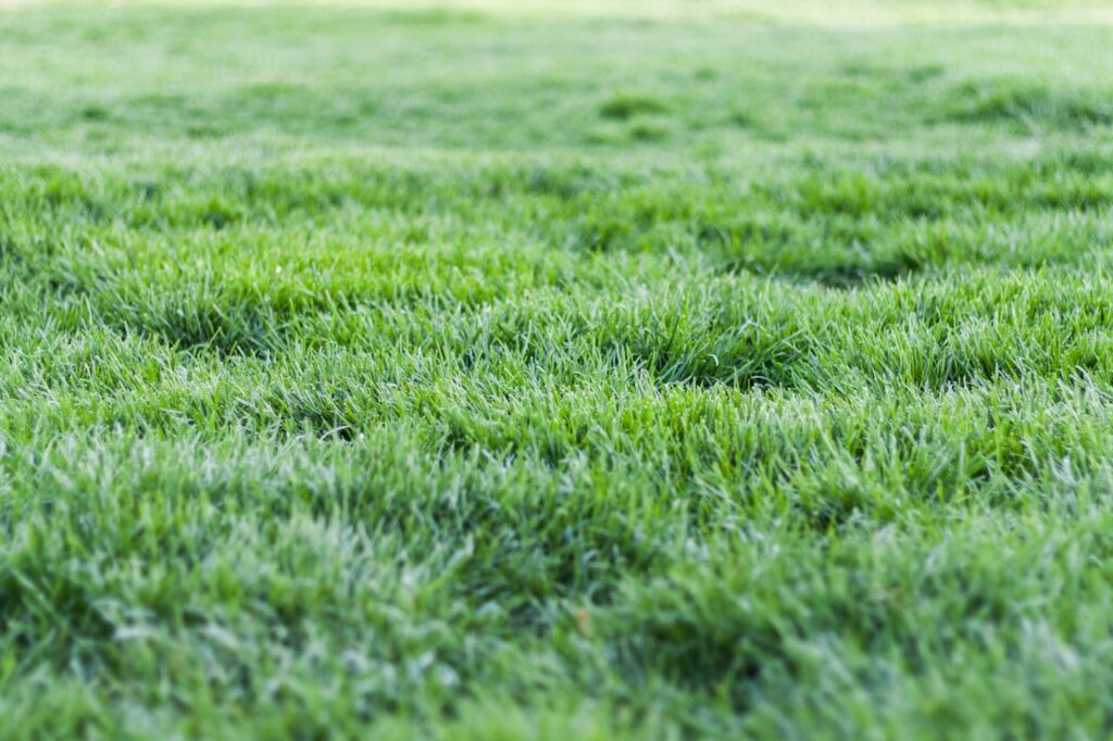 Gras sproeien in de zon: wat gebeurt er met je gazon?